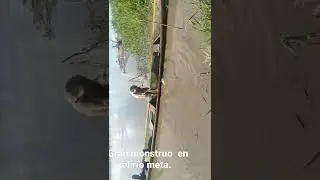 gran pez capturado en el rio meta en orocue casanare.