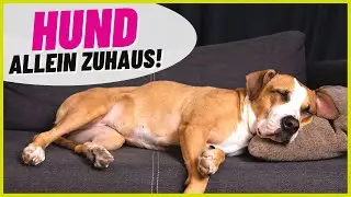 Hunderassen, die alleine bleiben können? DAS musst du wissen