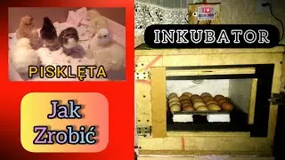 Jak zrobić inkubator (krok po kroku)