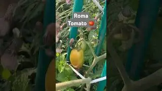 Roma Tomato 🍅 | Week 6 | Garden | #garden #plants