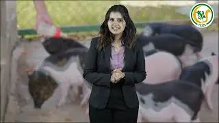 CJFarms.in &ndash; One-Stop Shop for All Your Goat, Cattle & Poultry Farming Needs