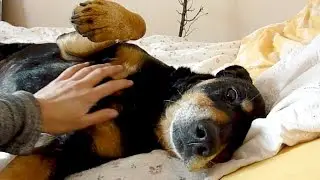 Old Shelter Dog Rescued Feels Love & Kindness For The First Time - Howl Of A Dog