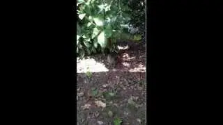 Birdie The Bowerbird - Calling Birdie