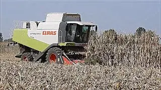CLAAS LEXION 570C & DOMINONI 8 FILE - TREBBIATURA MAIS 2017