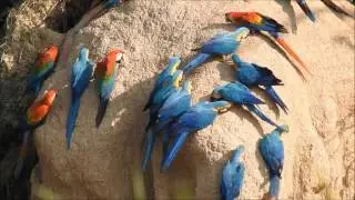 Macaws at Chuncho Clay Lick Peru
