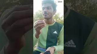🤯💥 சூர பழம்-A rare fruit 🍇 💢 #shorts