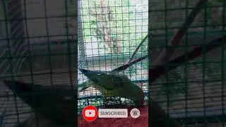 Parrot Funny|Parrot Video#Shorts ❤️
