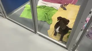 Animal Rescue Project opens expanded shelter to help more pets find homes
