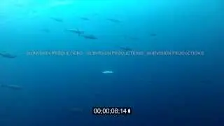 albacore tuna or bonito HD underwater stockfootage