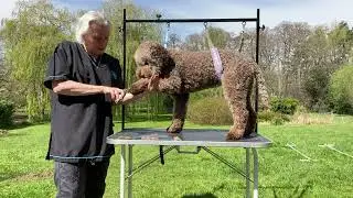 Lagotto show groom 4