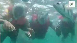 Elephant beach fish & coral garden! Nice experience