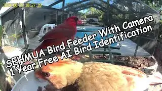 SEHMUA Bird Feeder with Camera and Solar Panel: Full Review