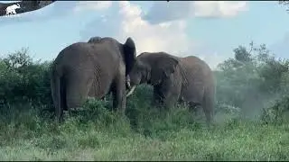Jabulani vs a Wild Bull | A Tense Afternoon in the Bush