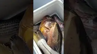 pescaria de robalo e garoupa