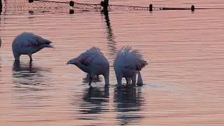 Entre mer et étangs, les flamants roses (HD et 4K)