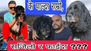 कुन भोटे पाल्दा राम्रो,सजिलो र फाईदा || भाले या पोथी ||  Bhote Kukur In Nepal || 29 November 2023