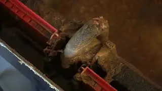 Cleaning a Fish Tank for the First Time in Over a Year