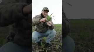 Soil survey with cover crops There is crazy biodiversity here!
