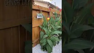 HOW TO HARVEST/COLLECT CANNA LILY SEEDS #SHORTS