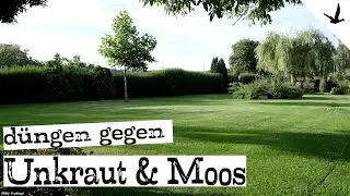 Rasendünger gegen Unkraut und Moos im Frühjahr✅aber ohne Unkrautvernichter.