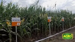 KWS invierte en investigaci&oacute;n, desarrollo y mejoramiento para crecer en Argentina (#830 2019-06-29)