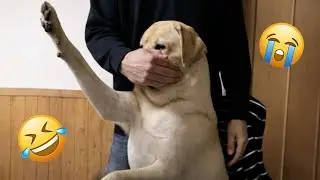 I’m 101% Sure That You Will Die Laughing At These Dogs 😂🐶 Funniest Dog Moments Compilation 2026