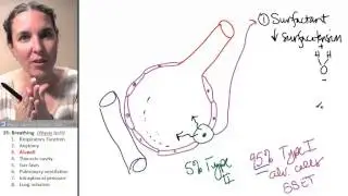 Breathing 3- Alveoli