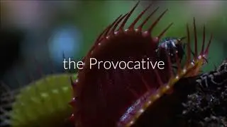 Invitation to: The Proven, the Provocative and the Perverse