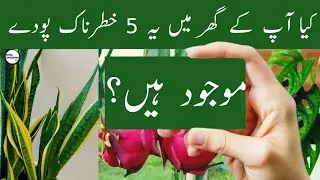 5 Dangerous Plants You Should Never Keep At Home