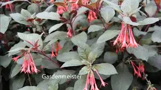 Hardy Fuchsia varieties part 1