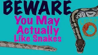 Snake Handling: Ball Python and Boa