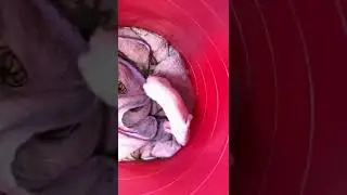 An Injured Guinea Pig Baby