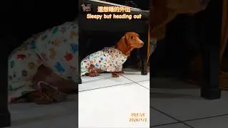 Sleepy but heading out,還想睡的外出 #dachshund #ダックスフント #台湾 #臘腸狗