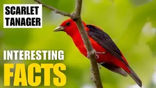 What Are the Most Interesting Facts About   Scarlet Tanager? | Interesting Facts | The Beast World