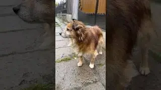 Тобик Вышел Из Засады #mantraflow Subscribe #pet #funny #dog #cutedog #artisticvision #mantraflow