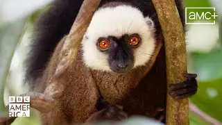 Green Forests to Red Desert 🪲 Our Planet Earth | BBC America
