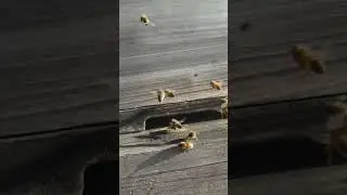 My busy bees