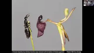 Rod Peakall - Connecting chemistry, pollination and conservation in Australian orchids