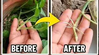 🪴 4 Din Baad Kya Hua? Money Plant Cutting Ka Result!