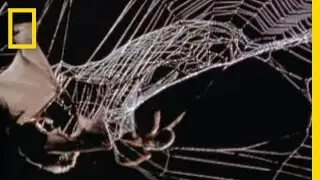 Spider Kills Bat | National Geographic