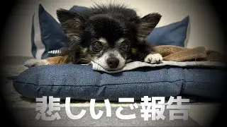#120悲しいご報告【ママ、泣かないで！わたしは、ここにいるよ】