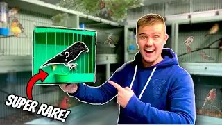 AMAZING *NEW* Birds from Newark Show!