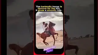 Horse Riding Without the Bounce 🐎❄️