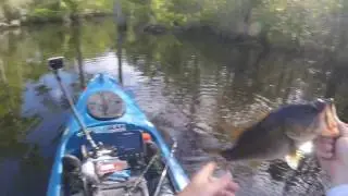 Post-Spawn Bass Fishing, Kayak Bass Fishing 5-18-2017
