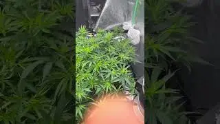 #cannabiscultivation #cannabistutorial #growtips #420 #canadalife #garden
