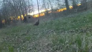 Michigan Spring Turkey Season 2023. Just a short clip. Full video coming soon.