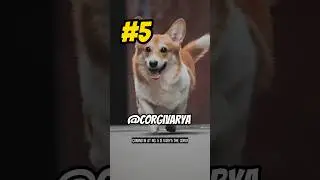 Top 10 Corgi Influencers on YouTube: Part 6 - Varya the Corgi #shorts #dogs #pets. #corgi