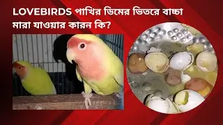 Lovebirds পাখির ডিমের ভিতরে বাচ্চা মারা যাওয়ার কারন কি? ডিমের ভেতরে পাখির বাচ্চা মরা ||