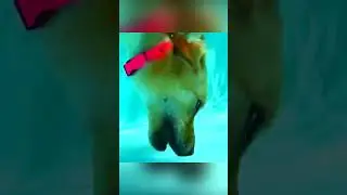 The dog went underwater #dogs