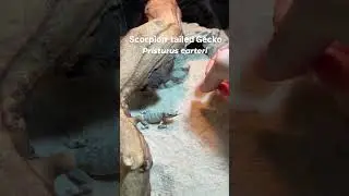 먹성 좋고 사냥 잘하는 겁 없는 포식자! 스콜피온 테일 게코 Scorpion-tailed Gecko,(Pristurus carteri carteri)